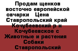 Продам щенков восточно-европейской овчарки › Цена ­ 2 000 - Ставропольский край, Кочубеевский р-н, Кочубеевское с. Животные и растения » Собаки   . Ставропольский край